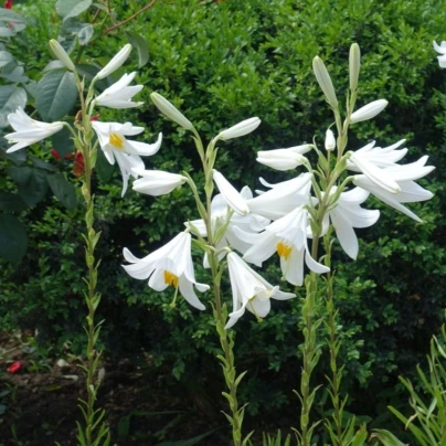 Lilie bělostná - Lilie kostelní - Lilium candidum - cibule lilií - 1 ks