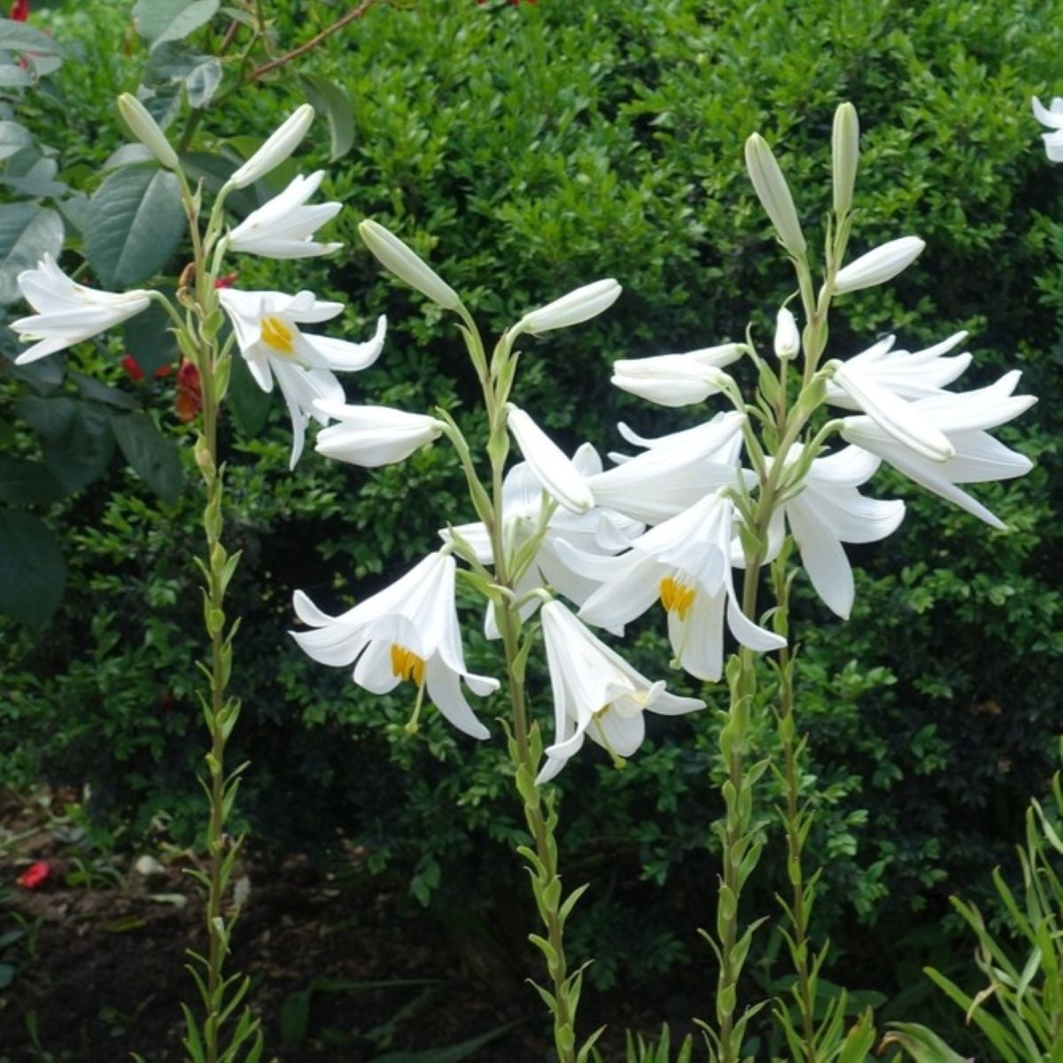 Lilie bělostná - Lilie kostelní - Lilium candidum - cibule lilií - 1 ks