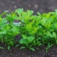 Petržel kořenová zahradní Efez – Petroselinum crispum – osivo petržele