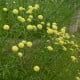 Svatolina rozmarýnolistá - Santolina rosmarinifolia - osivo santoliny - 5 ks
