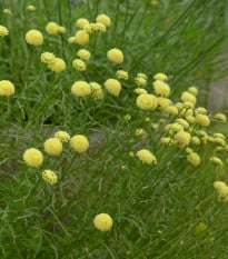 Svatolina rozmarýnolistá - Santolina rosmarinifolia - osivo santoliny - 5 ks