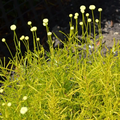 Svatolina rozmarýnolistá - Santolina rosmarinifolia - osivo santoliny - 5 ks