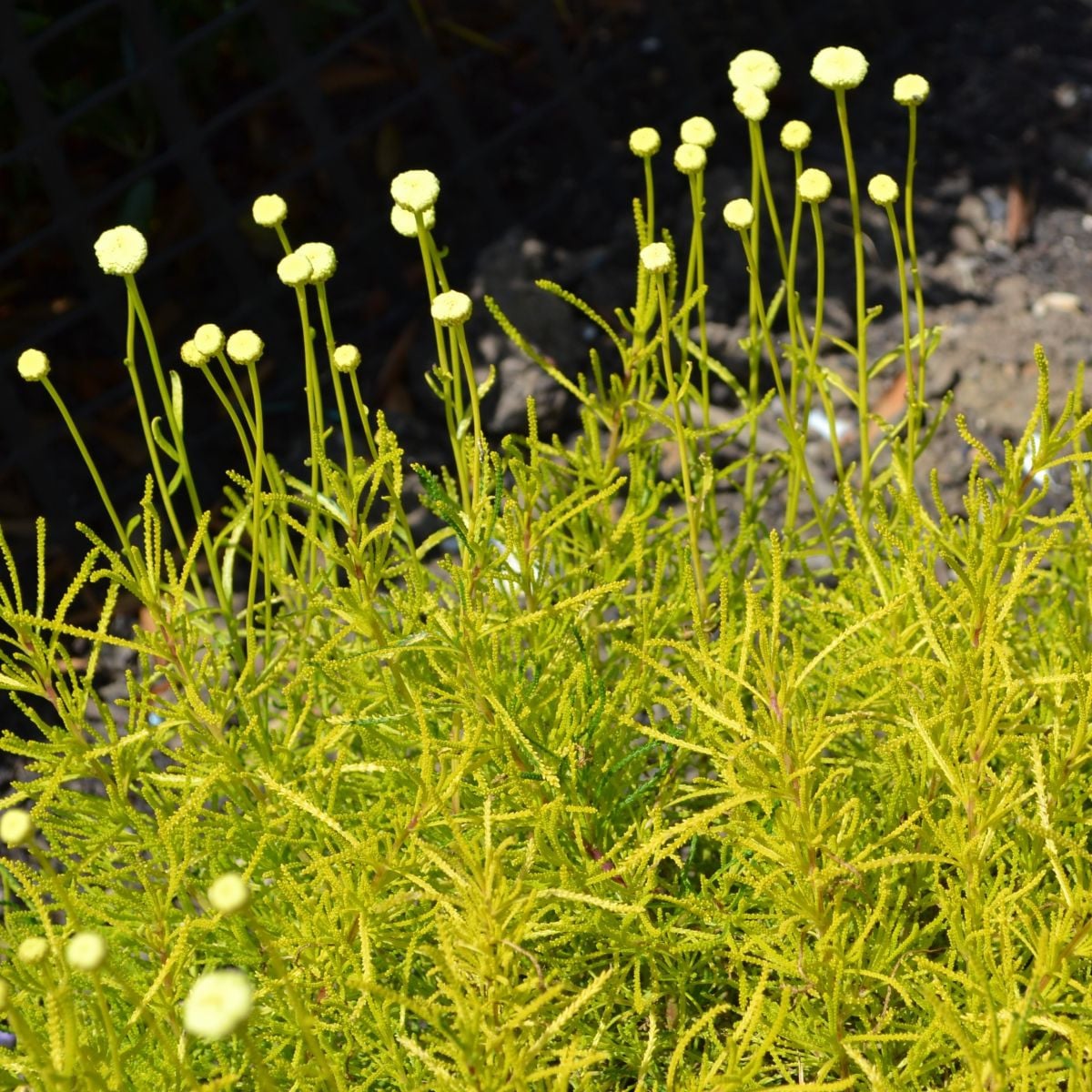 Svatolina rozmarýnolistá - Santolina rosmarinifolia - osivo santoliny - 5 ks