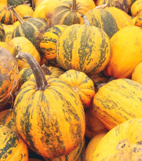 Tykev olejná Trumf F1 - Cucurbita pepo - osivo tykve - 12 ks