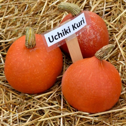 Dýně Hokkaido Uchiki Kuri - Cucurbita maxima - osivo dýně - 5 ks