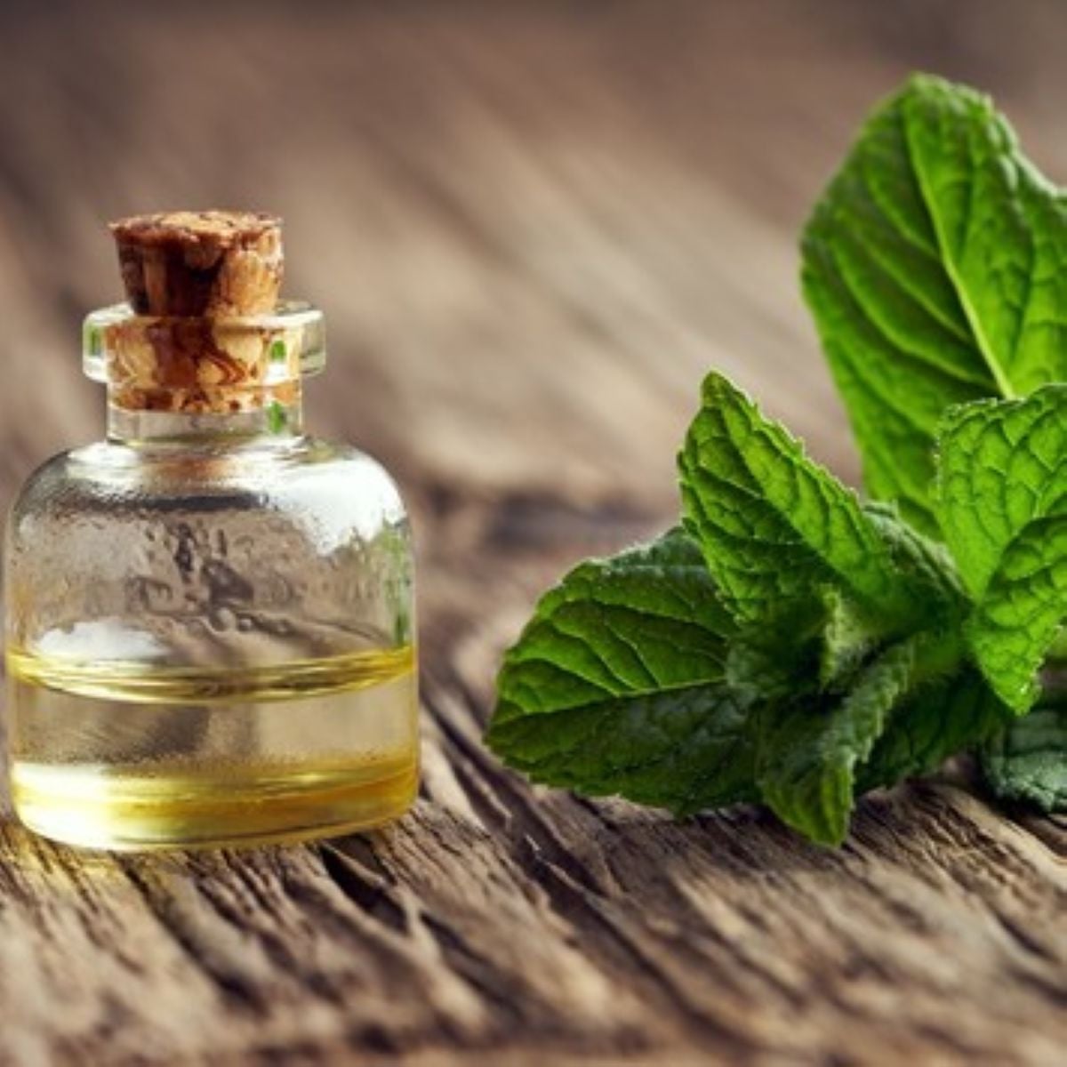 Máta peprná – Mentha piperita – osivo máty