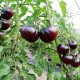 BIO Rajče tyčkové Black Beauty - Solanum lycopersicum - bio osivo rajčat - 7 ks