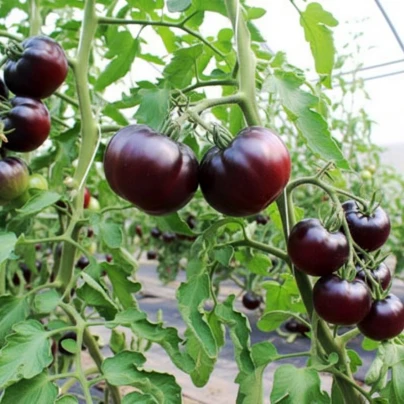 BIO Rajče tyčkové Black Beauty - Solanum lycopersicum - bio osivo rajčat - 7 ks