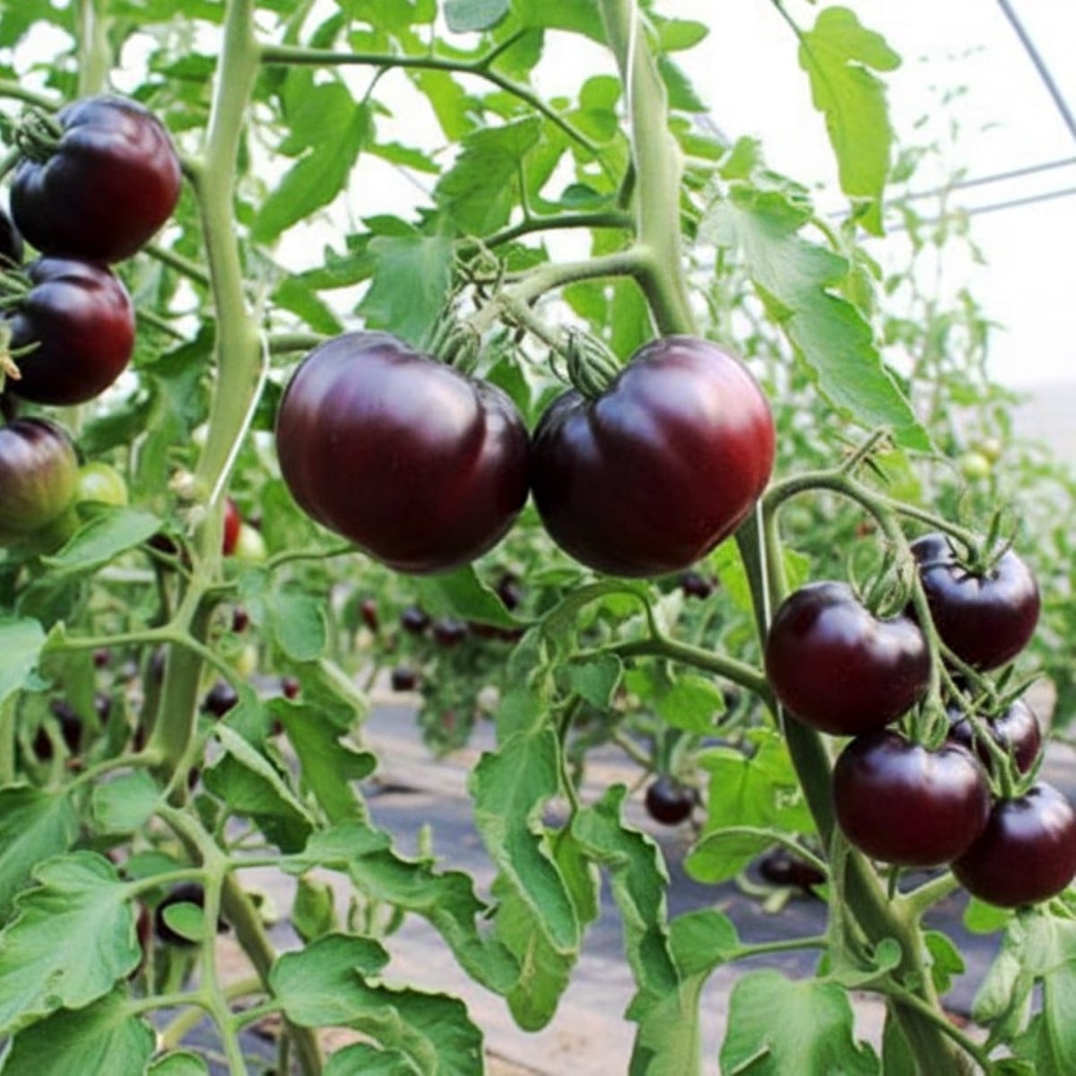 BIO Rajče tyčkové Black Beauty - Solanum lycopersicum - bio osivo rajčat - 7 ks