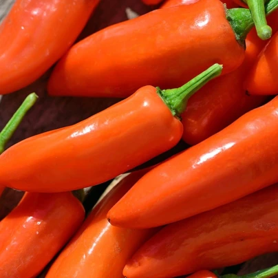 Paprika Tangerine Dream - Capsicum annuum - osivo papriky - 7 ks