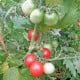 Rajče Red Robin - Solanum lycopersicum - osivo rajčat - 6 ks