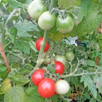 Rajče Red Robin - Solanum lycopersicum - osivo rajčat - 6 ks