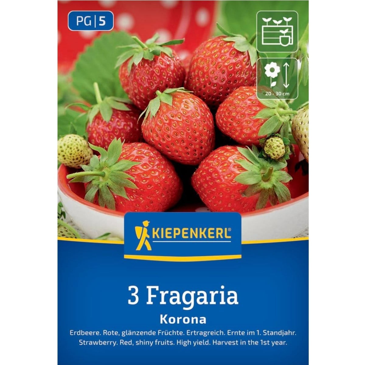 Jahodník Korona - Fragaria ananassa - prostokořenná sazenice jahodníku - 3 ks