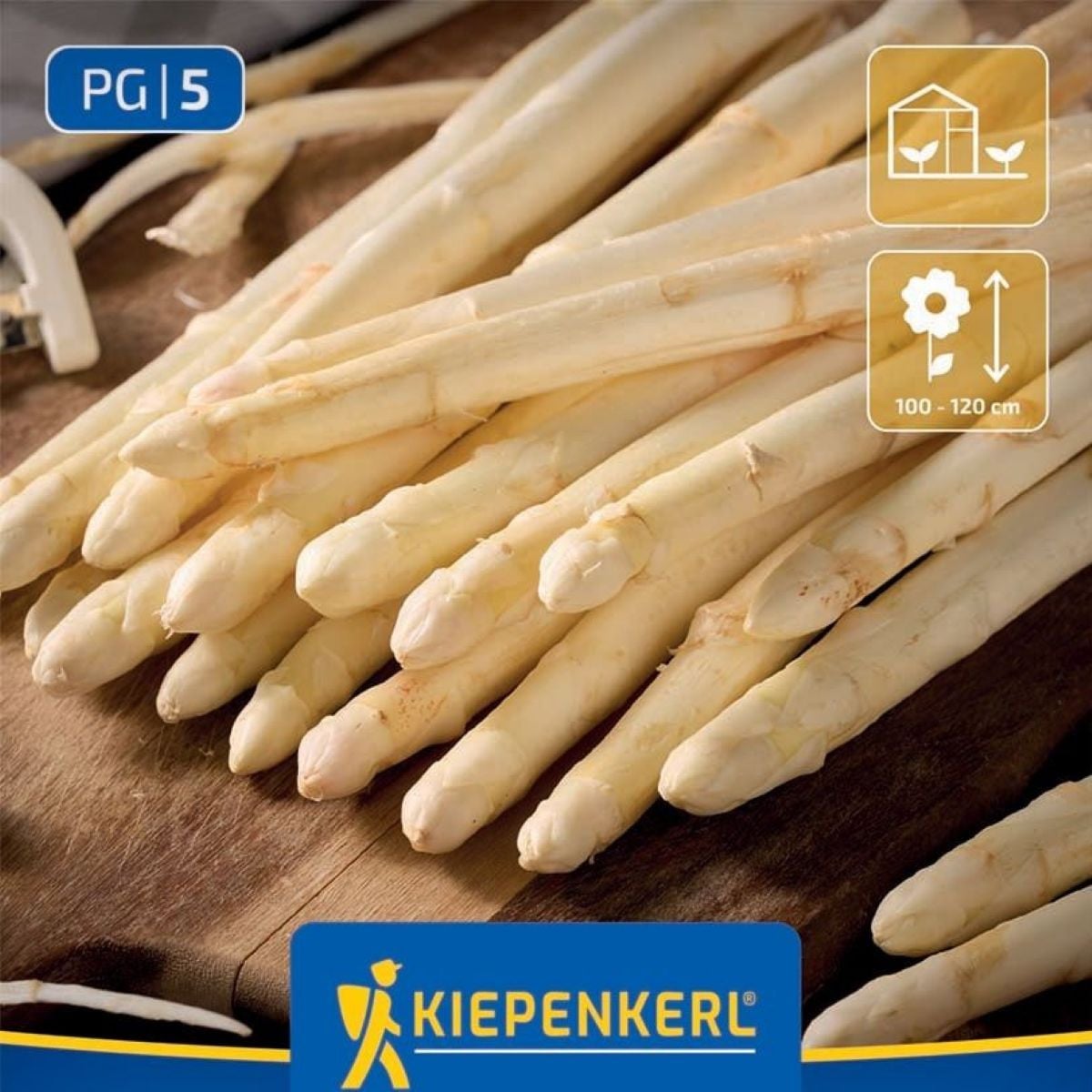 Chřest Gijnlim bílý - Asparagus officinalis - prostokořenná sazenice chřestu - 2 ks