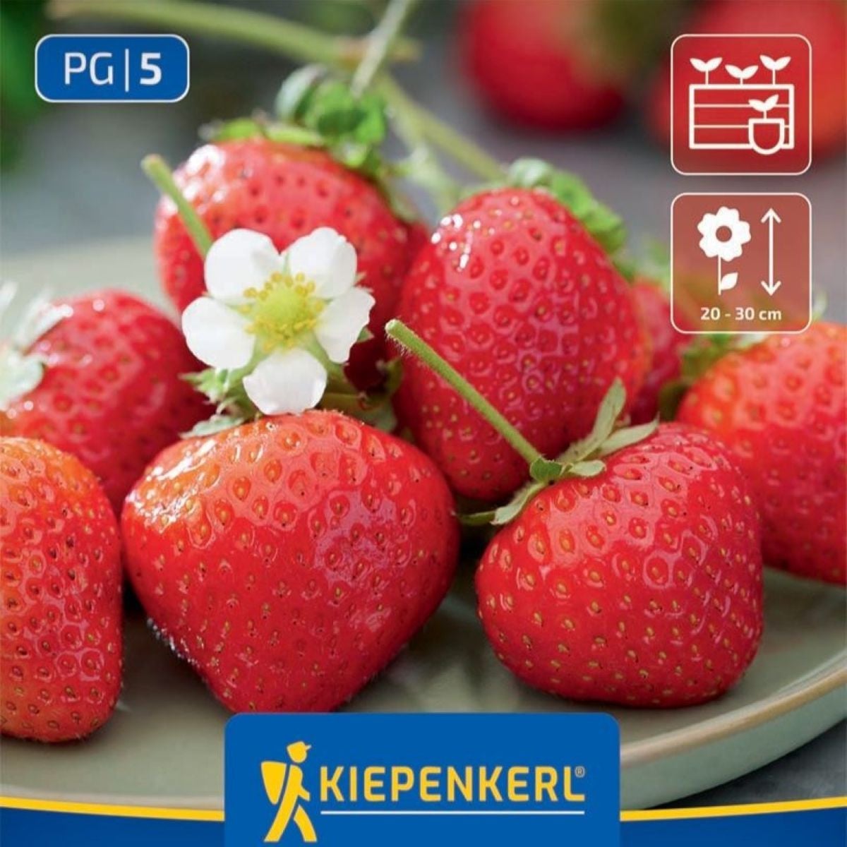 Jahodník Senga - Fragaria ananassa - prostokořenná sazenice jahodníku - 3 ks