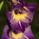 Gladiol velkokvětý Joplin - Gladiolus - hlízy gladiol - 3 ks