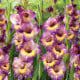 Gladiol velkokvětý Joplin - Gladiolus - hlízy gladiol - 3 ks