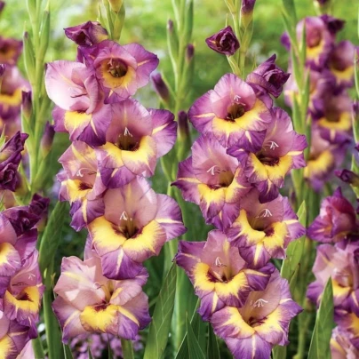 Gladiol velkokvětý Joplin - Gladiolus - hlízy gladiol - 3 ks