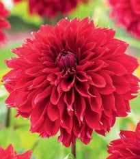 Jiřinka Red Fubuki - Dahlia - hlízy jiřinek - 1 ks