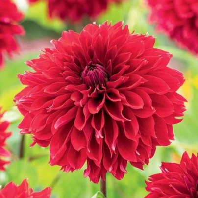 Jiřinka Red Fubuki - Dahlia - hlízy jiřinek - 1 ks