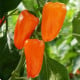 BIO Paprika Flynn F1 - Capsicum annuum - bio osivo papriky - 6 ks
