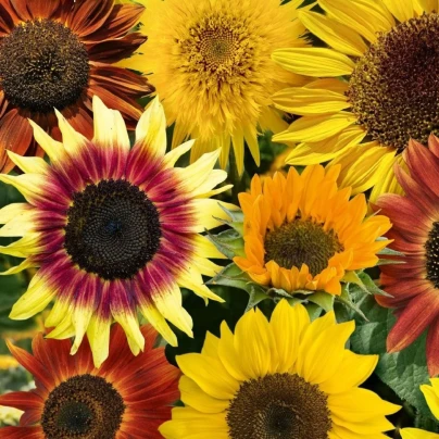 Slunečnice Fantazie Mix - Helianthus annuus - osivo slunečnice - 6 ks