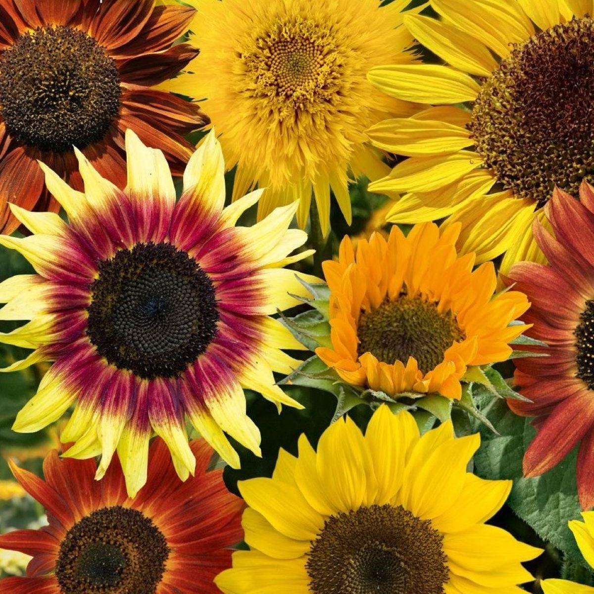 Slunečnice Fantazie Mix - Helianthus annuus - osivo slunečnice - 6 ks