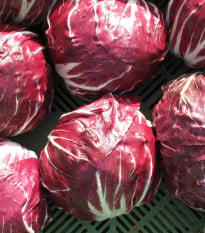 Čekanka Radicchio Indigo F1 - Cichorium intybus - osiva čekanky - 20 ks