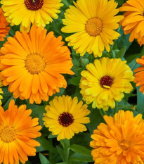 Měsíček lékařský Fiesta Gitana - Calendula officinalis - osivo měsíčku - 50 ks