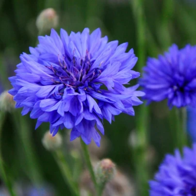 Chrpa Blauer Junge - Centaurea cyanus - osivo chrpy - 45 ks