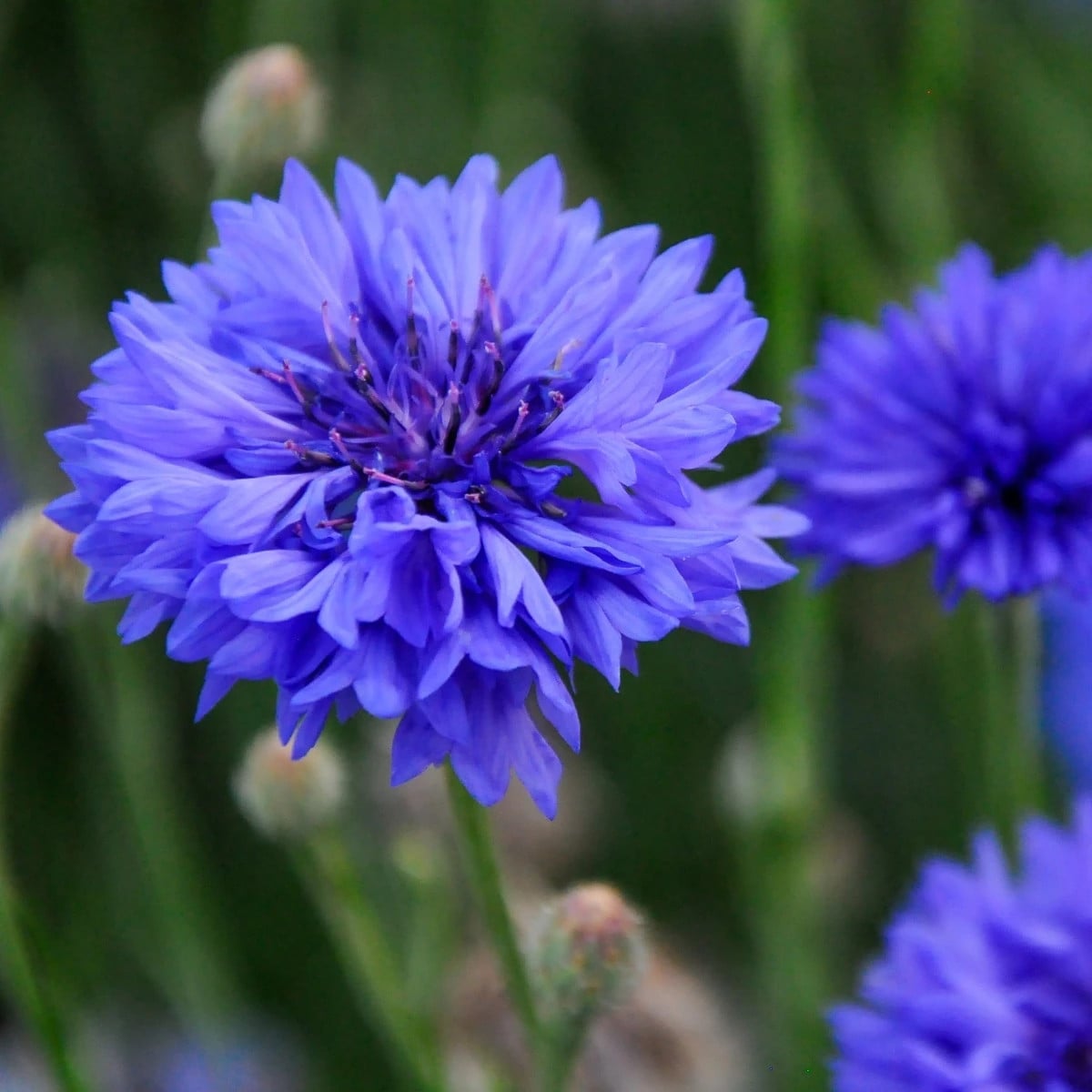 Chrpa Blauer Junge - Centaurea cyanus - osivo chrpy - 45 ks