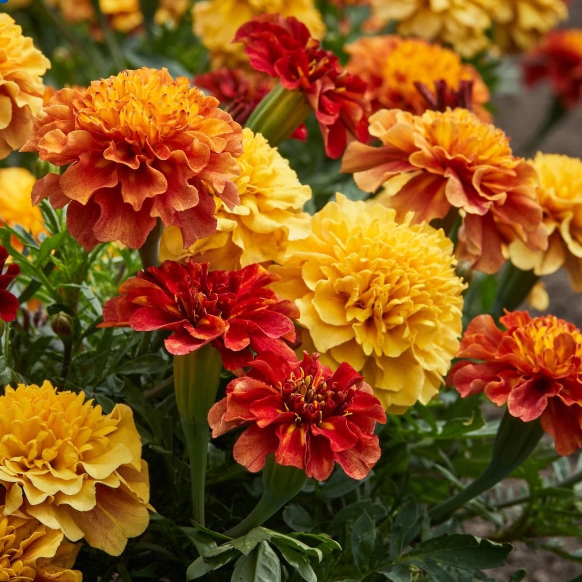 Aksamitník rozkladitý Strawberry Blonde - Tagetes patula - osivo aksamitníku - 0,3 g