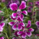 Hlazenec ohnivý Lavender Bicolor - japonská myrta - Cuphea Ilavea - osivo hlazence - 15 ks