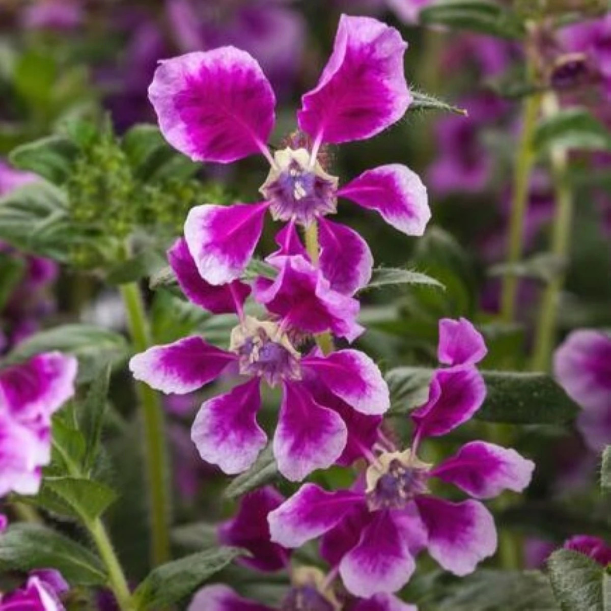 Hlazenec ohnivý Lavender Bicolor - japonská myrta - Cuphea Ilavea - osivo hlazence - 15 ks