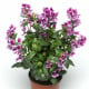 Hlazenec ohnivý Lavender Bicolor - japonská myrta - Cuphea Ilavea - osivo hlazence - 15 ks