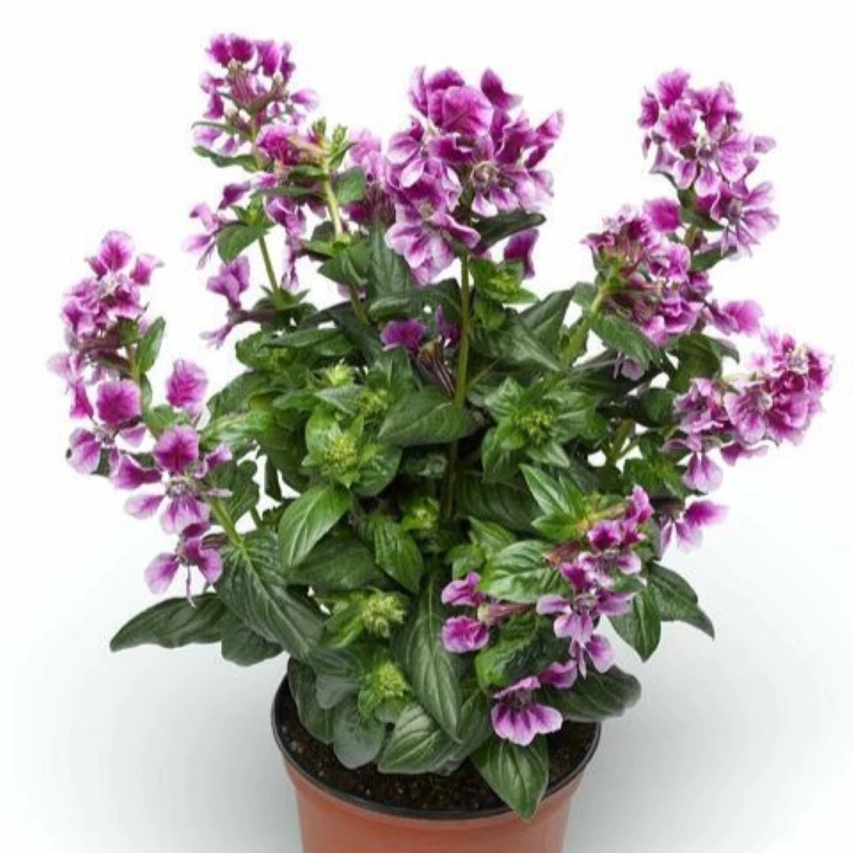 Hlazenec ohnivý Lavender Bicolor - japonská myrta - Cuphea Ilavea - osivo hlazence - 15 ks