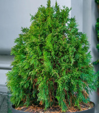 Túje Zerav orientální Compakta - Platycladus orientalis - osivo túje - 18 ks