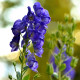 Oměj - Aconitum - hlízy oměje - 1 ks