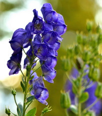 Oměj - Aconitum - hlízy oměje - 1 ks