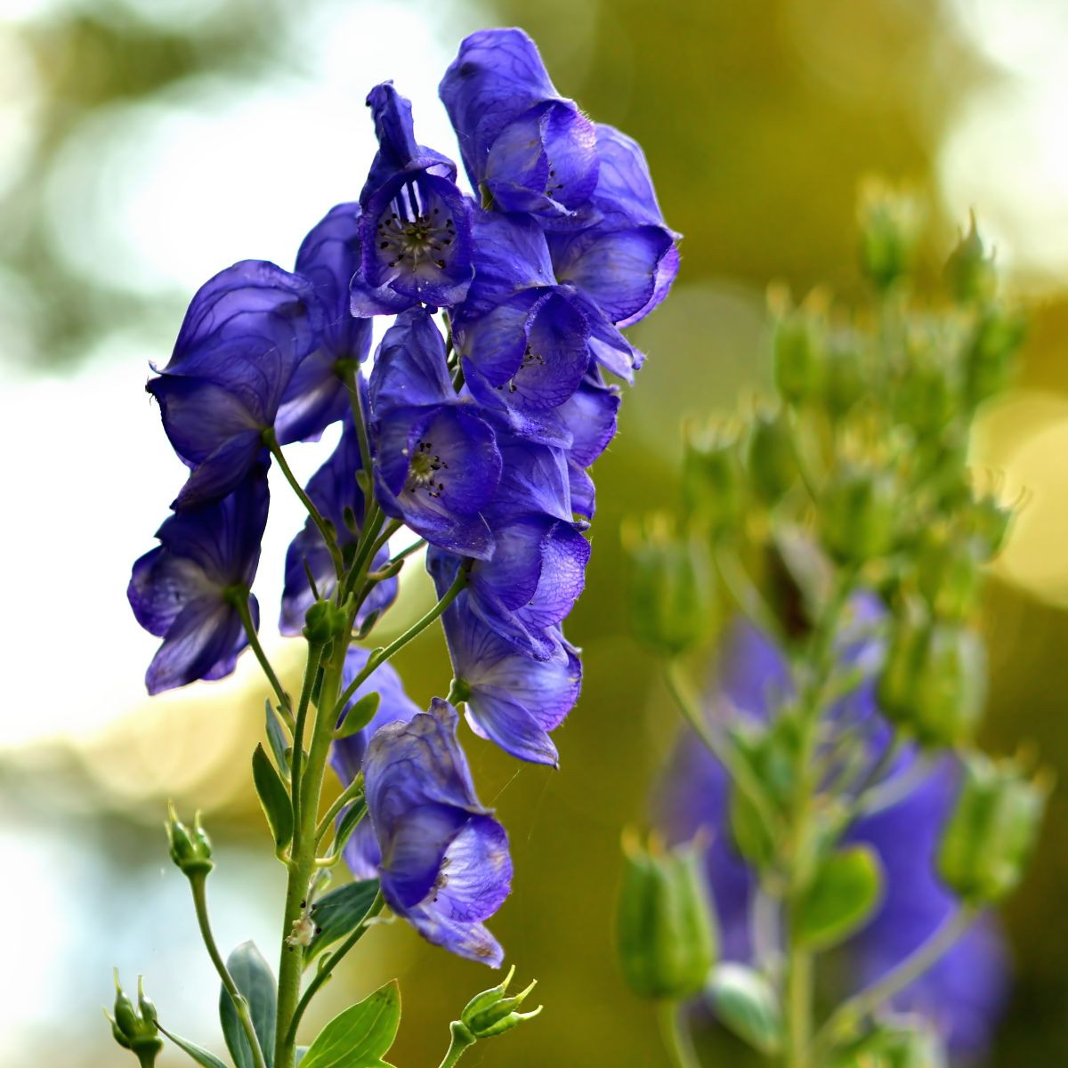 Oměj - Aconitum - hlízy oměje - 1 ks