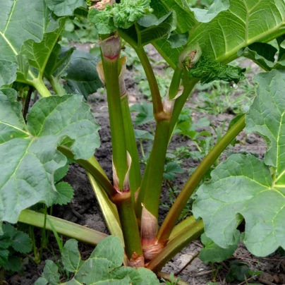 Rebarbora Timperley Early - Rheum rhabarbarum - prostokořenná sazenice rebarbory - 1 ks