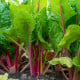 Rebarbora Valentine - Rheum rhabarbarum - prostokořenná sazenice rebarbory - 1 ks