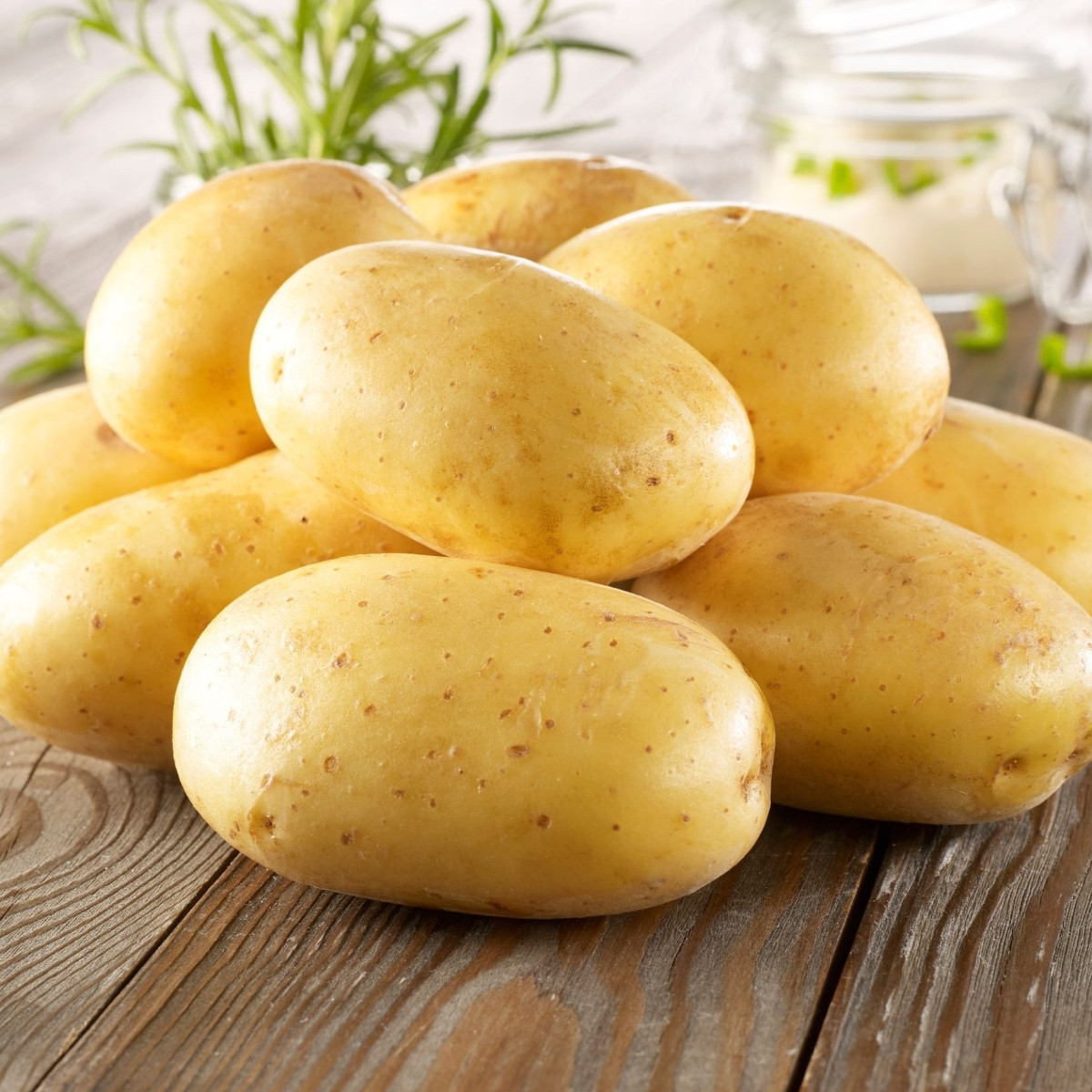 Sadbové brambory Bernina - Solanum tuberosum - Kiepenkerl - sadba - 10 ks