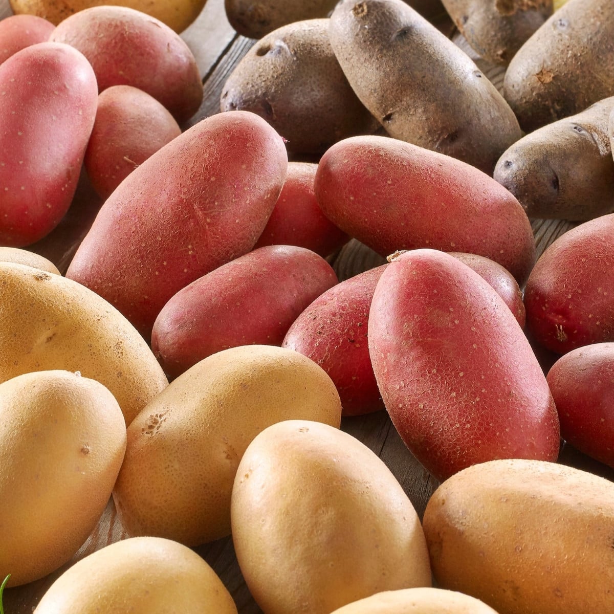 Sadbové brambory - 4 druhy - doba zrání - Solanum tuberosum - sadba - 12 ks