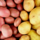 Sadbové brambory - 4 druhy - grilovací - Solanum tuberosum - sadba - 12 ks