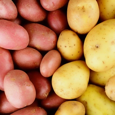 Sadbové brambory - 4 druhy - grilovací - Solanum tuberosum - sadba - 12 ks