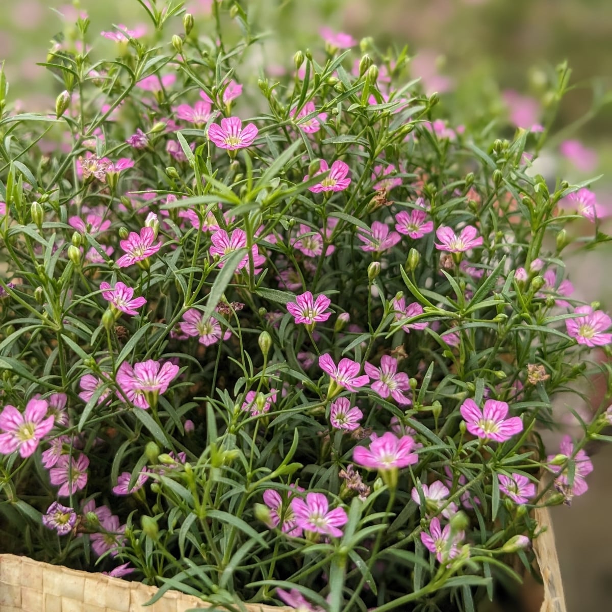 Šáter zední Garden Bride - Gypsophila muralis - osivo šáteru - 150 ks