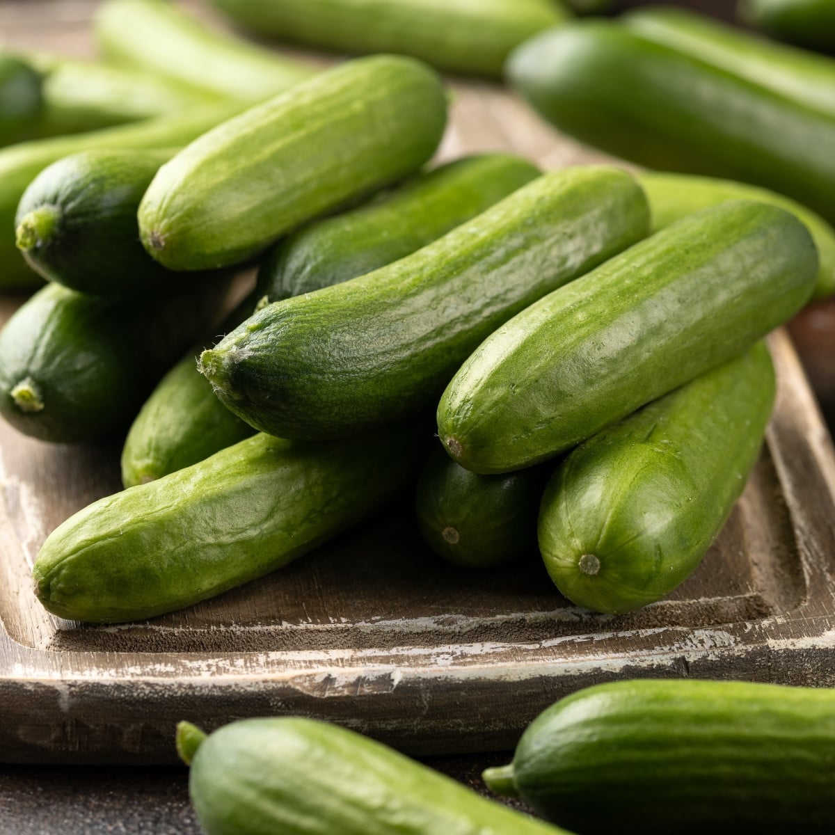 Mini okurka salátová La Diva - Cucumis sativus - osivo okurky - 8 ks