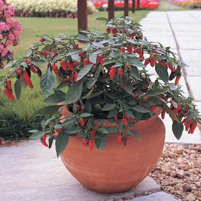 Chilli Apache F1 - Capsicum annuum - osivo chilli - 5 ks