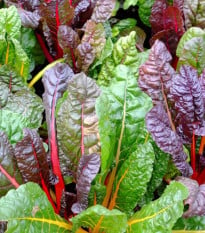 BIO Mangold Fireworks - Beta vulgaris - bio osivo mangoldu - 45 ks
